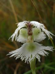 Huttonaea grandiflora