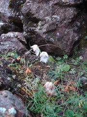 Huttonaea grandiflora