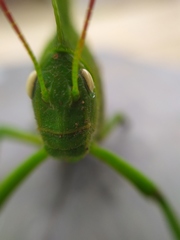 Teratodes monticollis