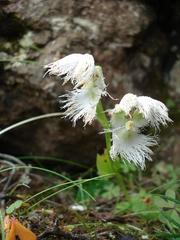 Huttonaea grandiflora