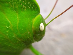 Teratodes monticollis