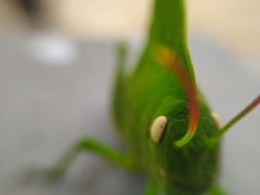 Teratodes monticollis