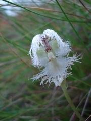Huttonaea grandiflora