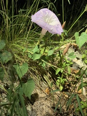 Ipomoea gilana