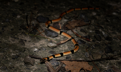 Sinomicrurus japonicus