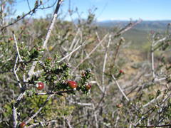 Phylica rogersii