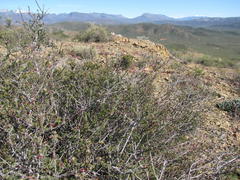 Phylica rogersii
