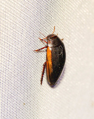 Ilybius fuliginosus