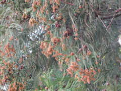 Cryptomeria japonica