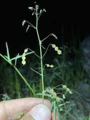 Desmodium rosei