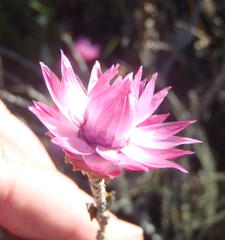 Syncarpha canescens canescens