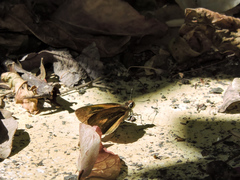 Synapte pecta