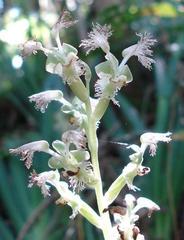 Huttonaea pulchra