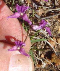 Cyphia digitata digitata