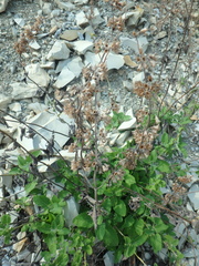 Salvia verticillata