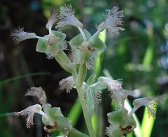 Huttonaea pulchra