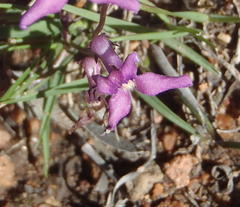 Cyphia digitata digitata