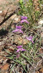 Cyphia digitata digitata