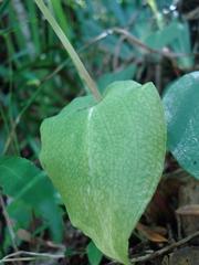 Huttonaea pulchra
