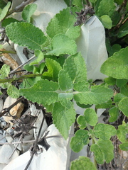 Salvia verticillata