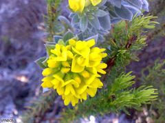 Xiphotheca fruticosa