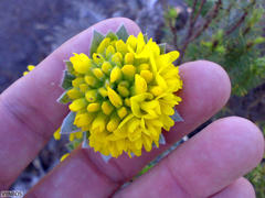 Xiphotheca fruticosa