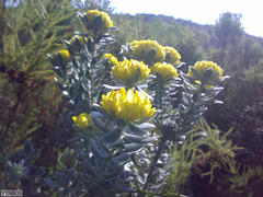 Xiphotheca fruticosa