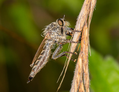 Machimus rusticus