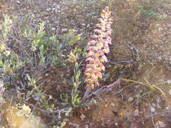 Lachenalia violacea