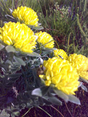 Xiphotheca fruticosa