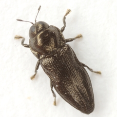 Aphanisticus cochinchinae
