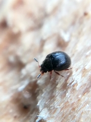 Aspidiphorus orbiculatus
