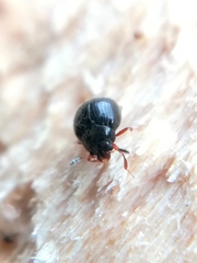 Aspidiphorus orbiculatus