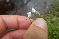 Arabidopsis halleri
