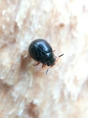 Aspidiphorus orbiculatus