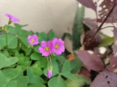 Oxalis latifolia