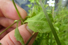 Arabidopsis halleri