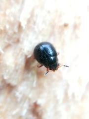 Aspidiphorus orbiculatus