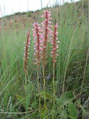 Satyrium macrophyllum