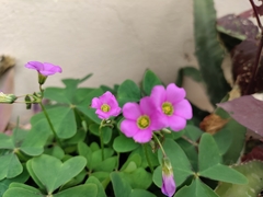 Oxalis latifolia