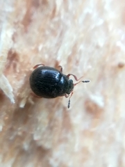 Aspidiphorus orbiculatus