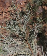 Tamarix usneoides