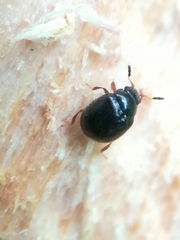 Aspidiphorus orbiculatus