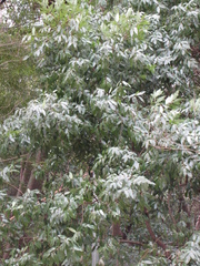 Quercus myrsinifolia