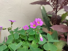 Oxalis latifolia