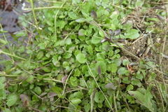 Arabidopsis halleri