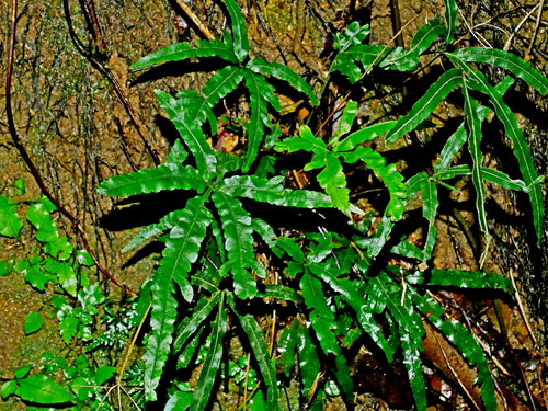Pteris cadieri iNat (2)