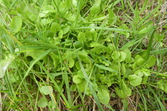 Arabidopsis halleri