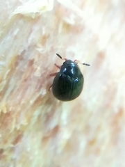 Aspidiphorus orbiculatus