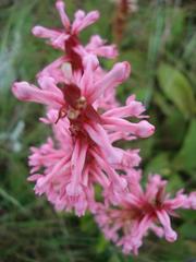 Satyrium macrophyllum
